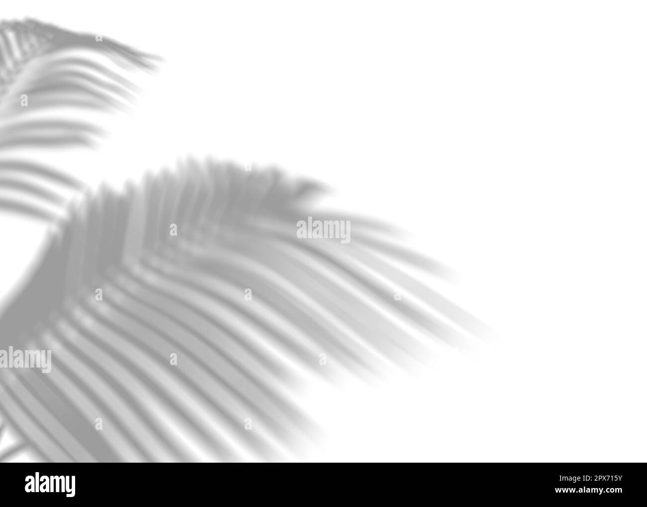 Shadow from palm leaves, overlay effect. Realistic gray shadow on white ...