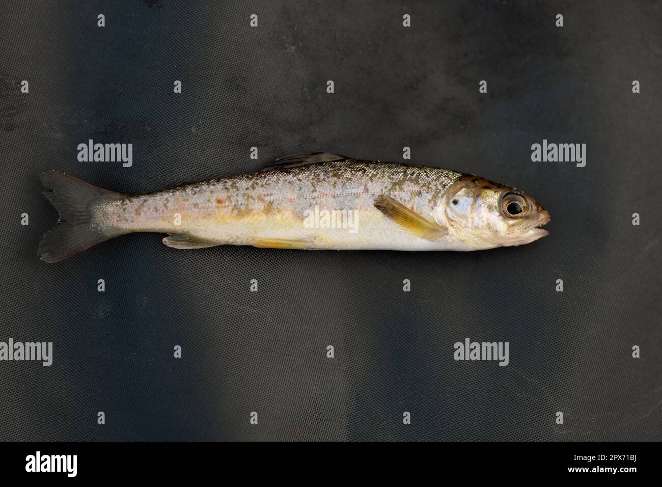 Trout fingerling lying on black tarpaulin. Juvenile brown trout in