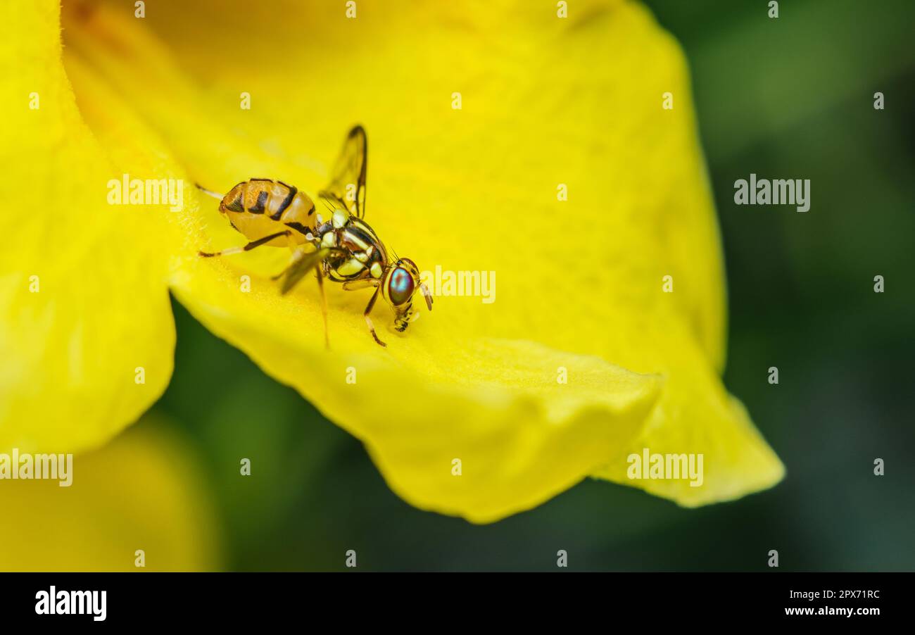 Oriental Fruit Fly or Bactrocera Dorsalis on yellow flowers, Close up of insects concept, Yellow elder flower in Thailand. Stock Photo