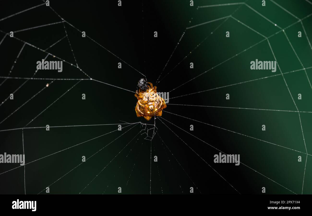 Webbed Up Insect Spiny Orb Weaver on web in nature, Macro photo of insect Stock Photo ...