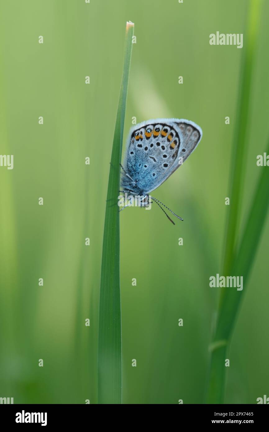 Vertical image of a silver studded blue butterfly resting on a blade of grass in the wild Stock Photo
