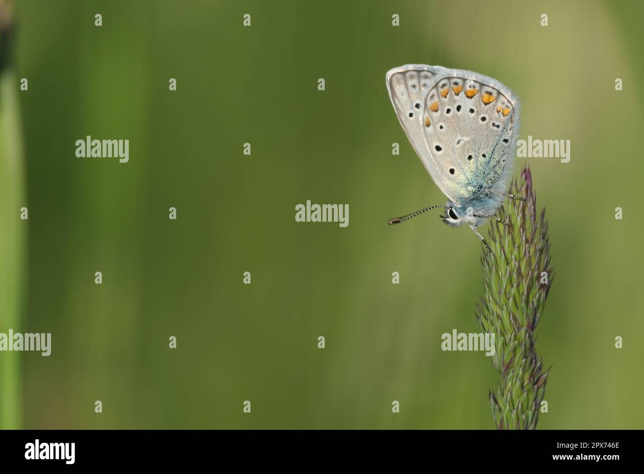 Common blue butterfly on a plant in nature, macro close up Stock Photo ...