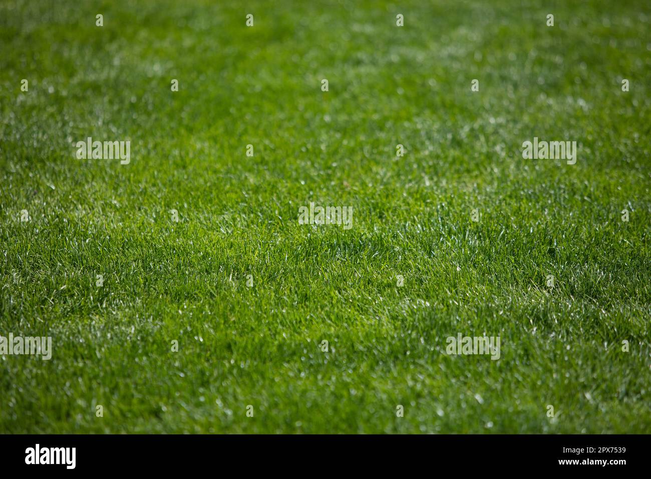 green grass background, football field textured background for design