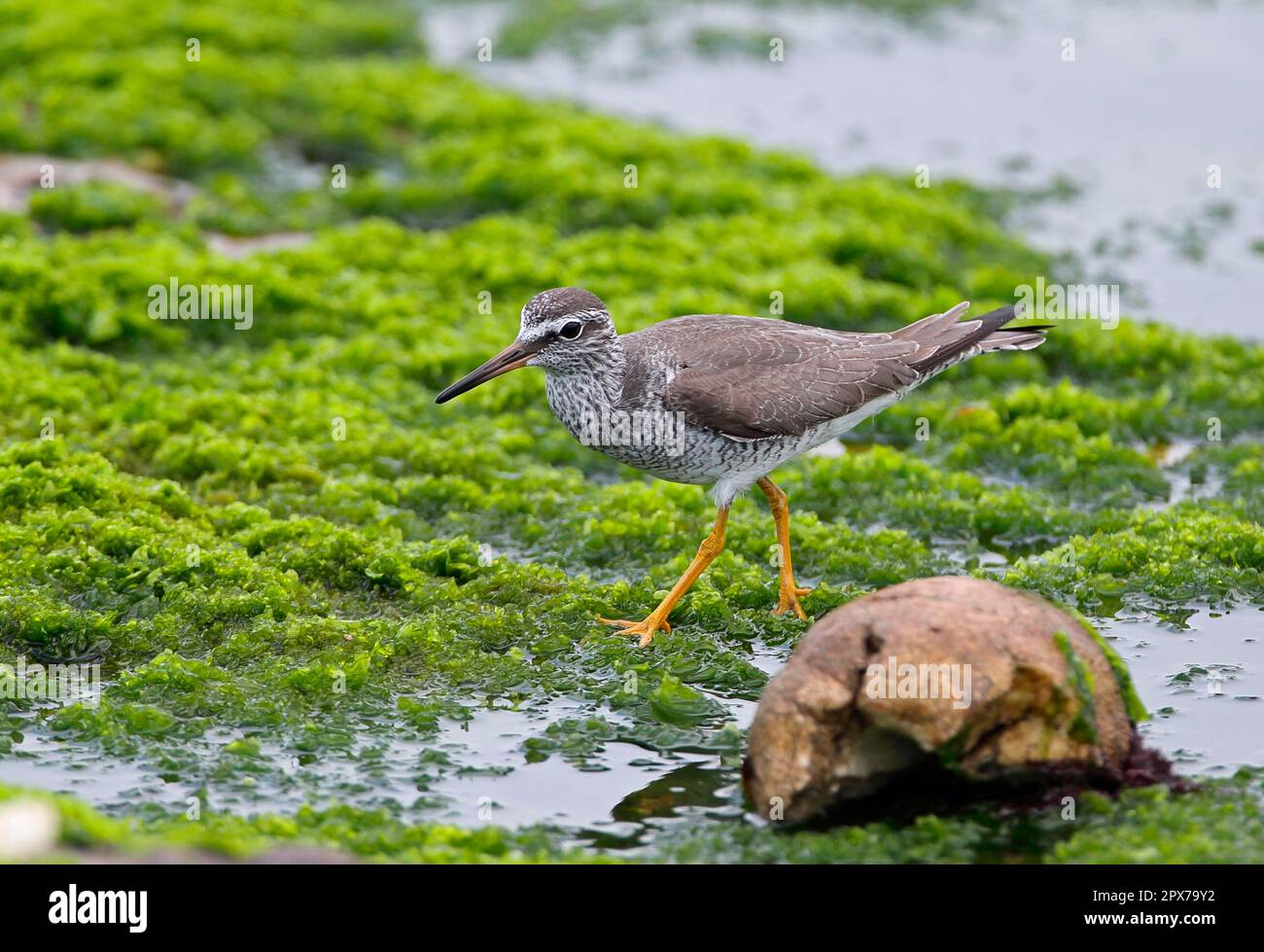 Heteroscelus brevipes, greytailed tattler (Tringa brevipes), Animals