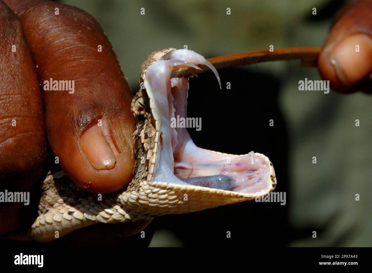 Puff adder, poison fang, poison fangs Stock Photo