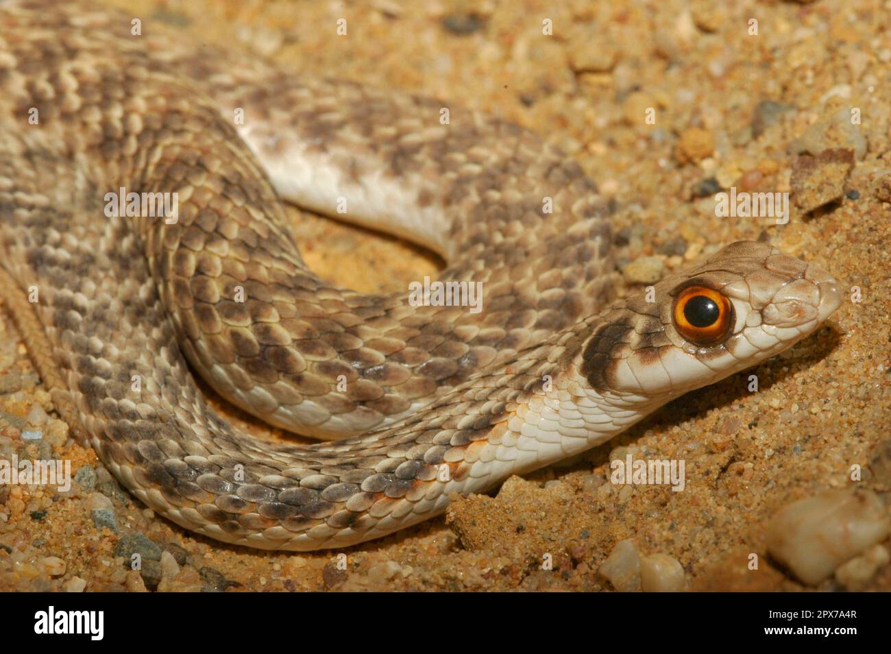 Eastern lizard snake Stock Photo - Alamy