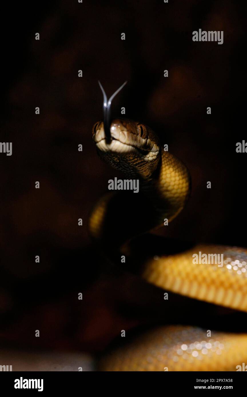 Australian Water Python Stock Photo - Alamy