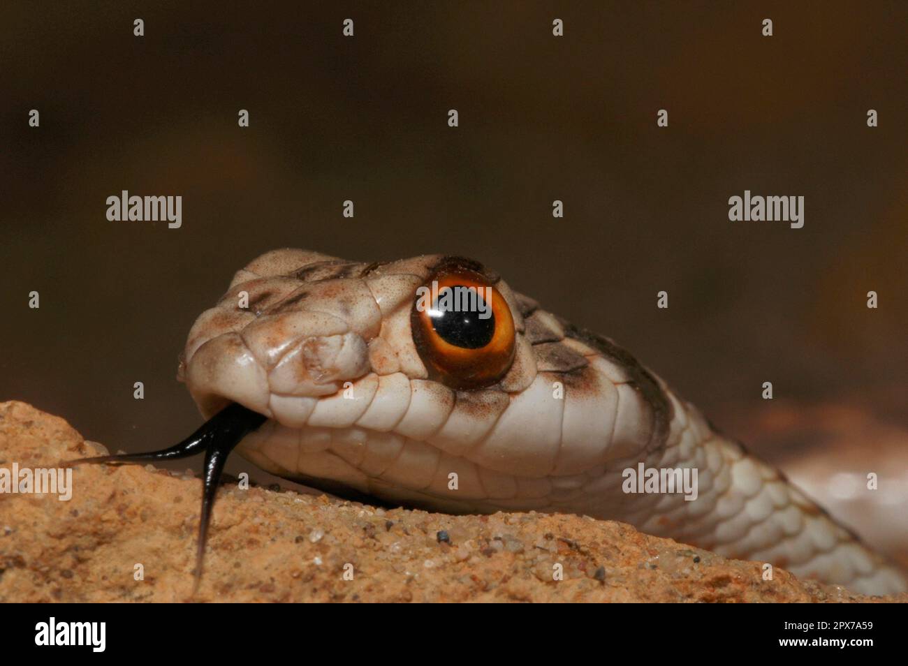 North African Montpellier Snake Stock Photo