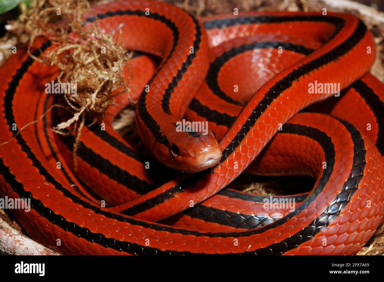 Red bamboo snake Stock Photo