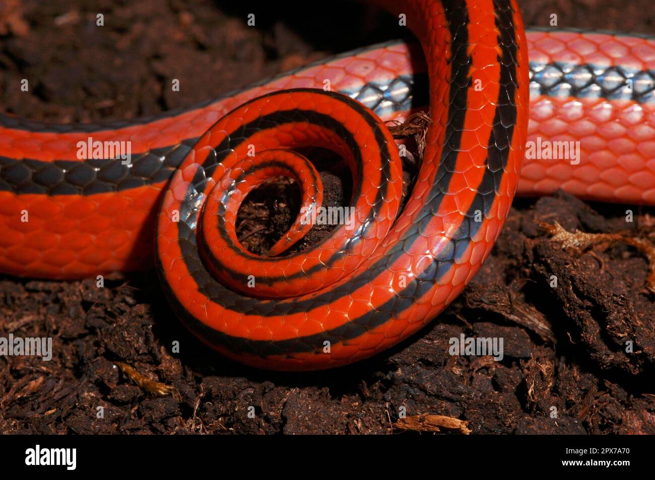 Red bamboo snake Stock Photo Alamy