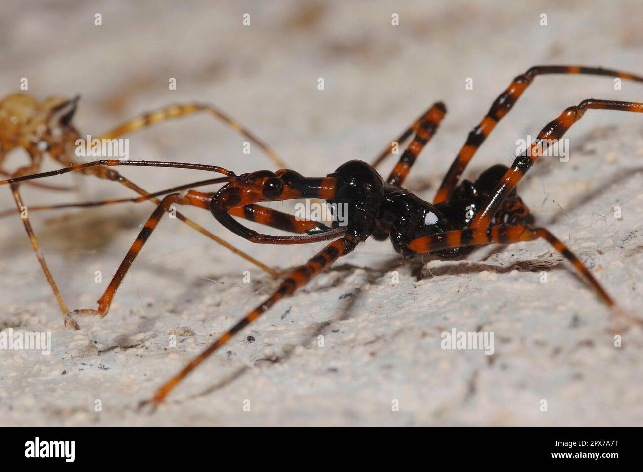 Predatory insect hi-res stock photography and images - Alamy
