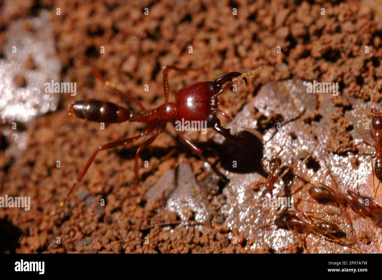 Driver Ant Soldier, Soldier Stock Photo
