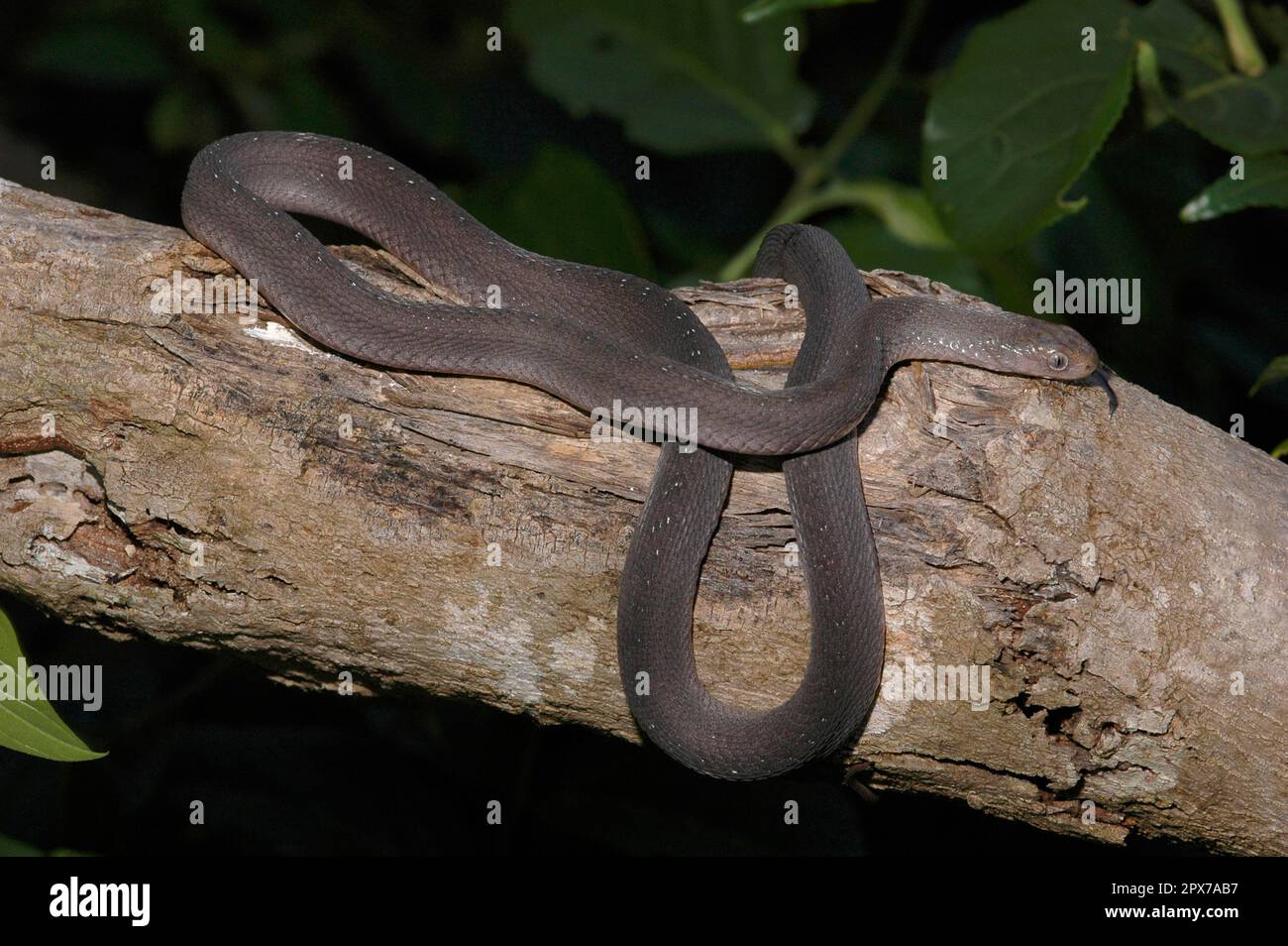 East African Egg Snake Stock Photo