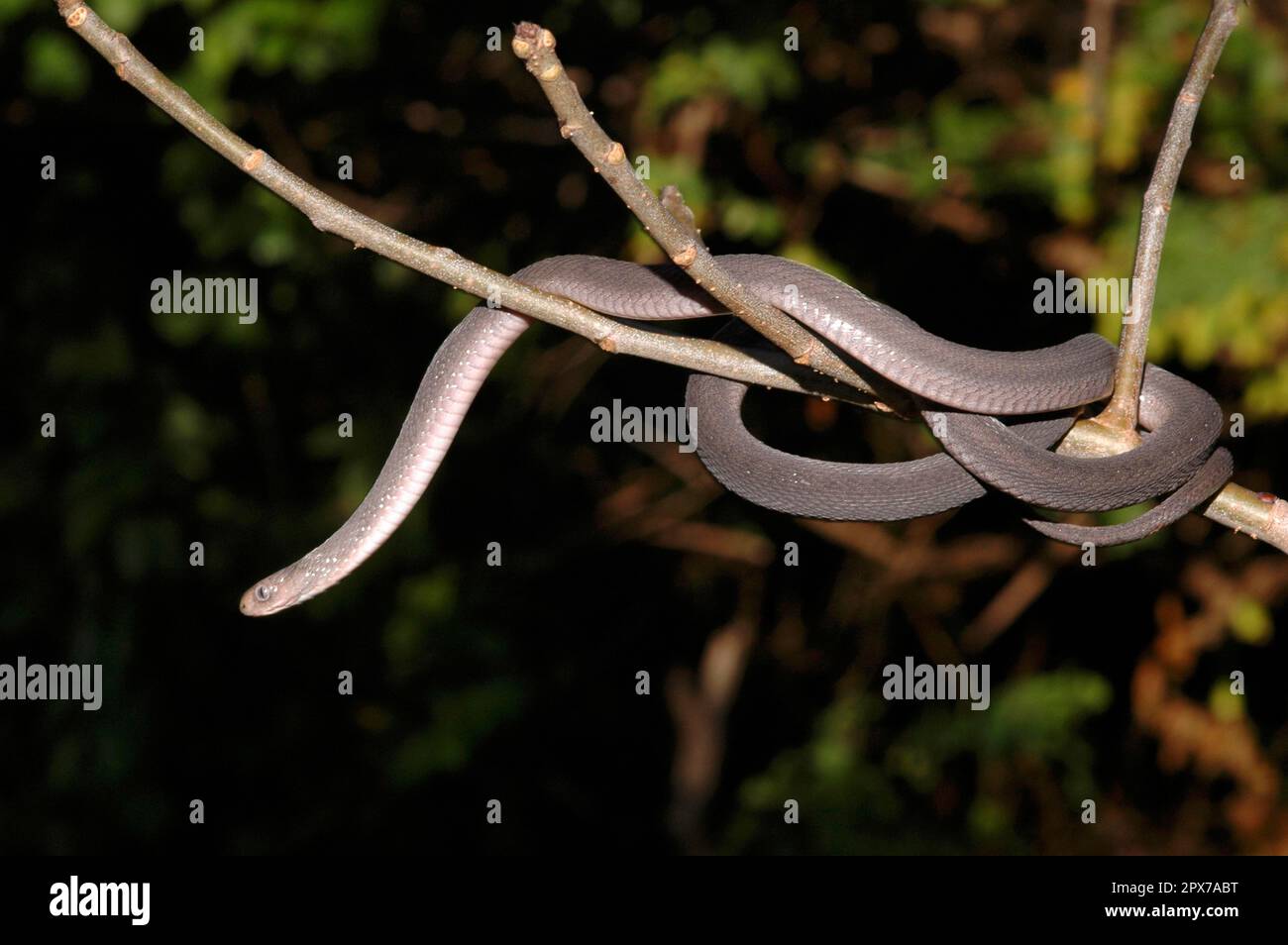 East African Egg Snake Stock Photo