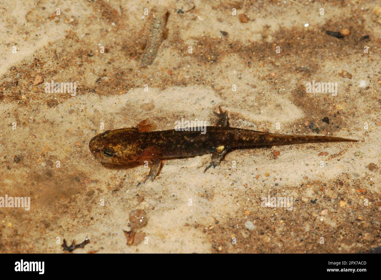 Fire salamander, larva Stock Photo Alamy