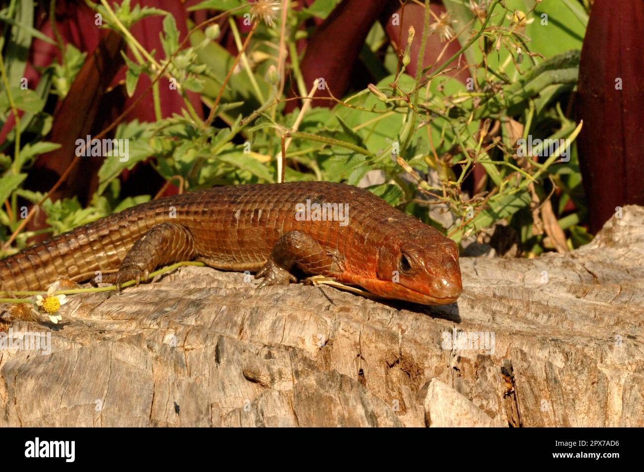 Sudan plated lizard hi-res stock photography and images - Alamy