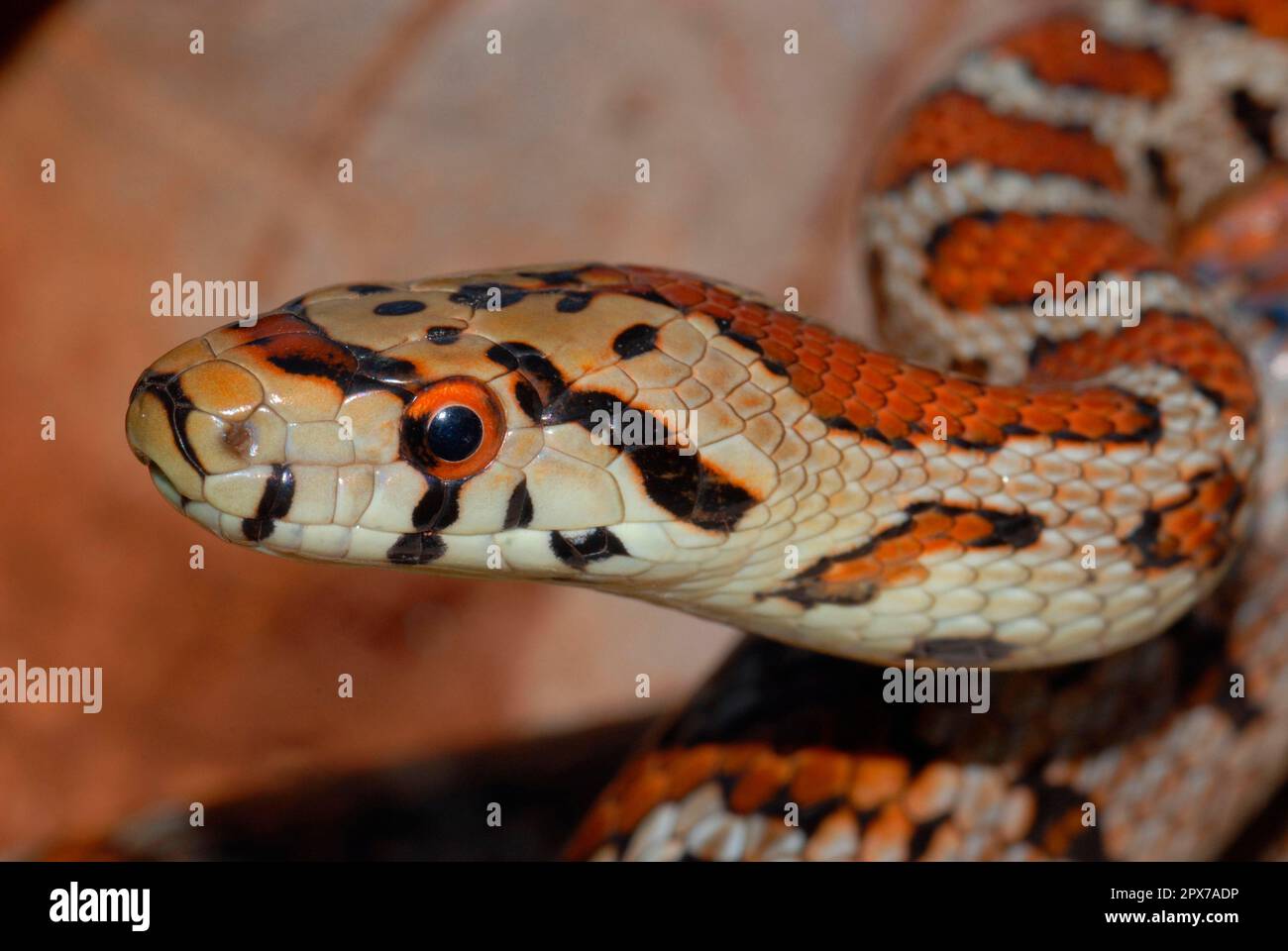 Leopard snake Stock Photo