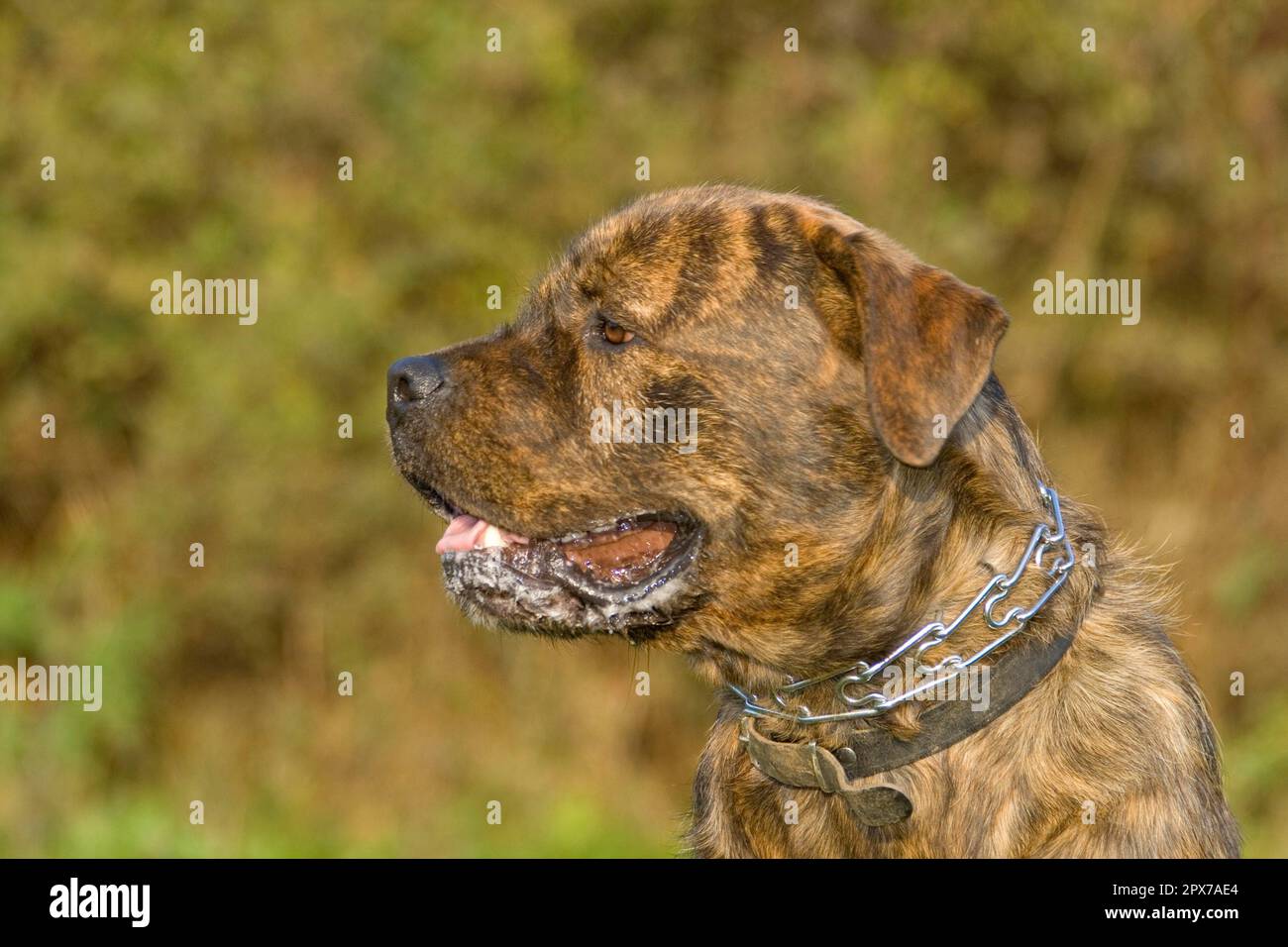 American Bulldog Cross Mastiff