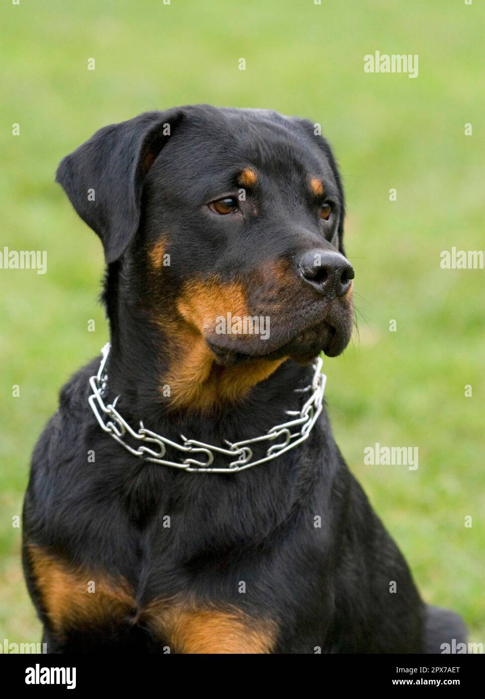 Rottweiler, prong collarRottweiler, prong collar Stock Photo Alamy