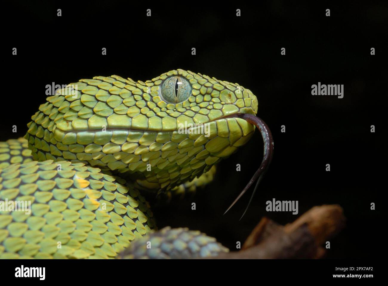 Hairy Bush Viper (Atheris hispida) in Rainforest Nature Stock