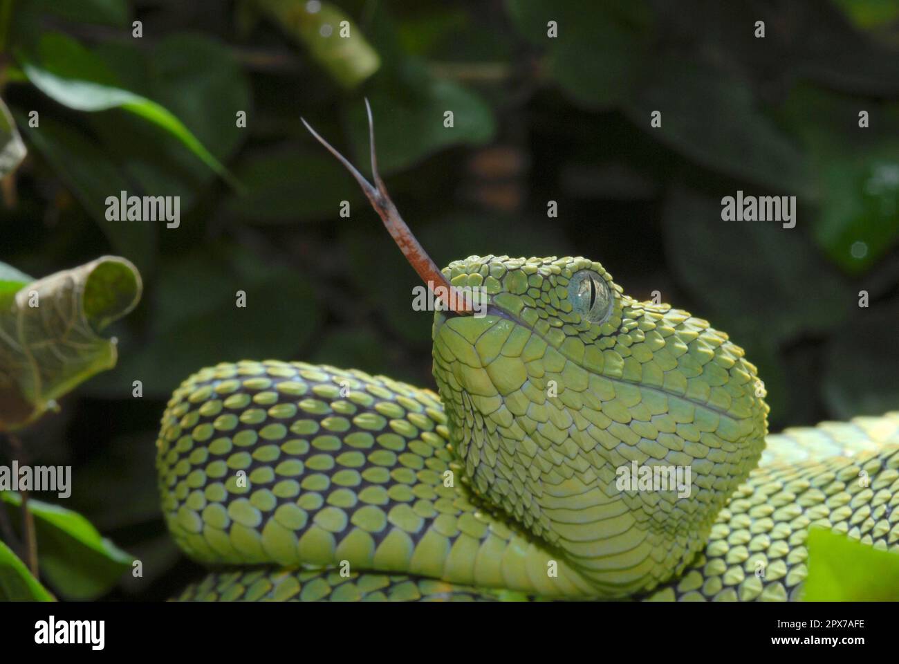 West African Bush Vipers (Atheris chlorechis) For Sale - Underground  Reptiles