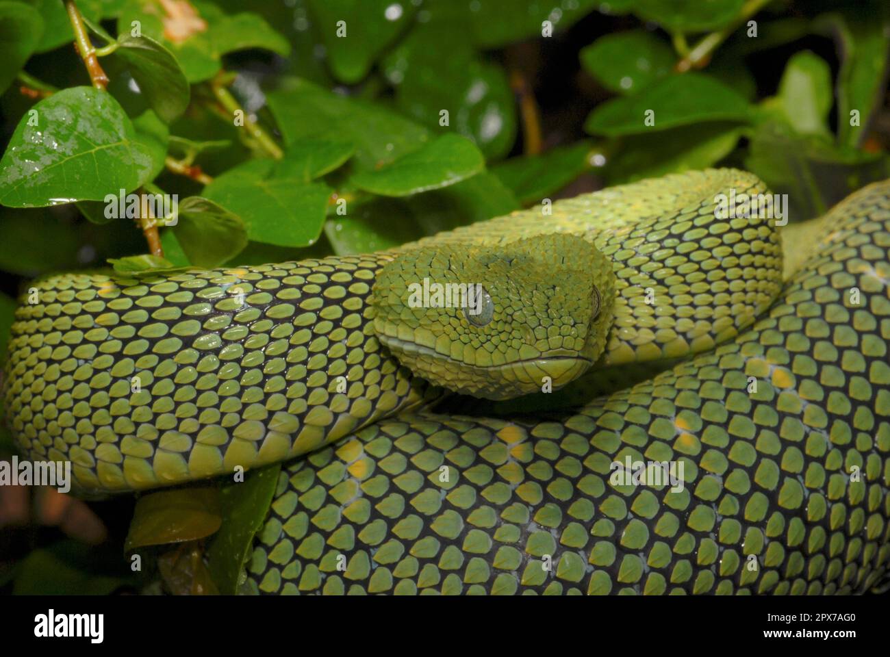 Green bush viper Atheris squamigera , on a branch, captive, Congo, Africa  Copyright: imageBROKER