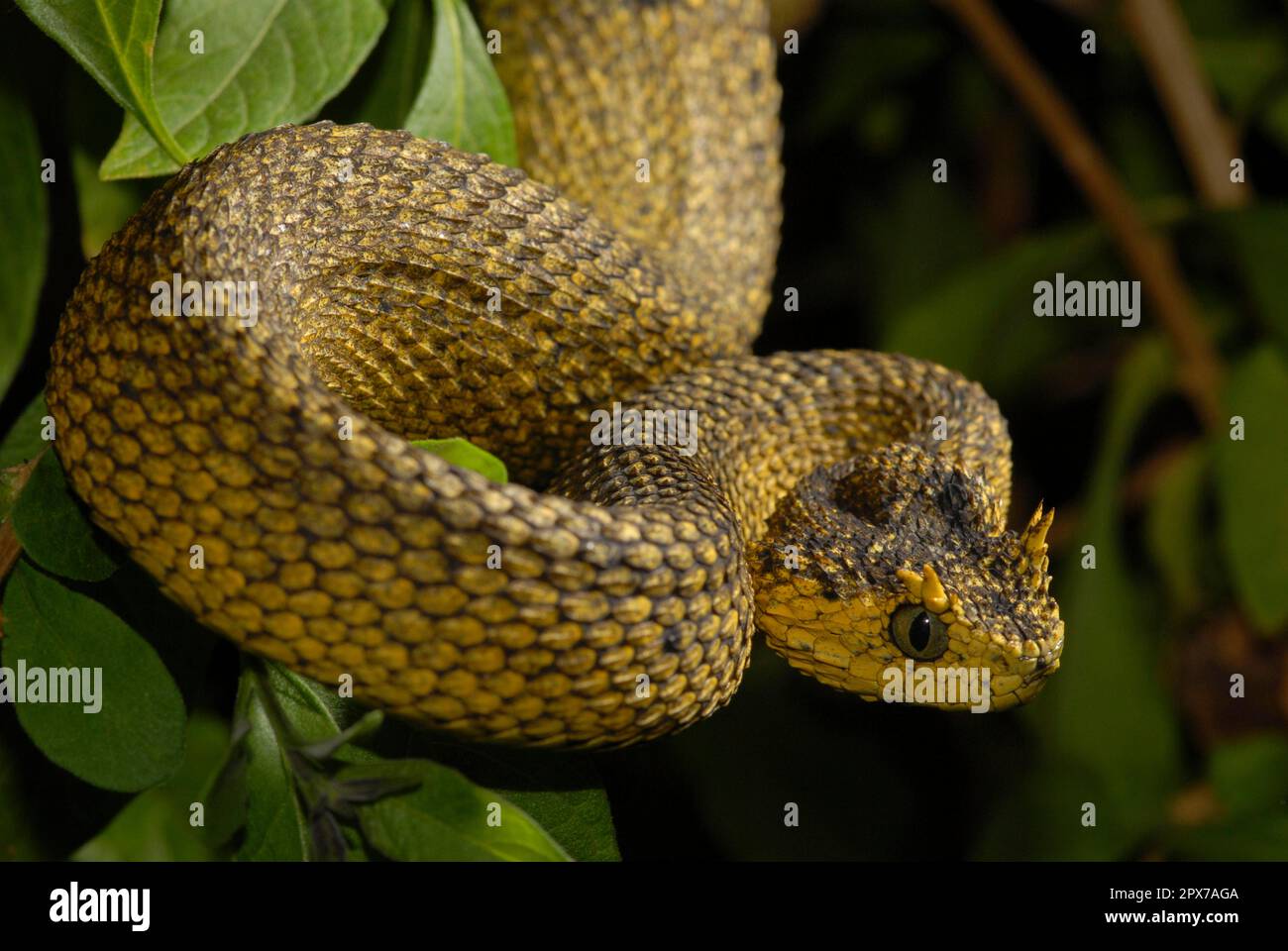 snake Variable Bush Viper Atheris squamigera Stock Photo - Alamy