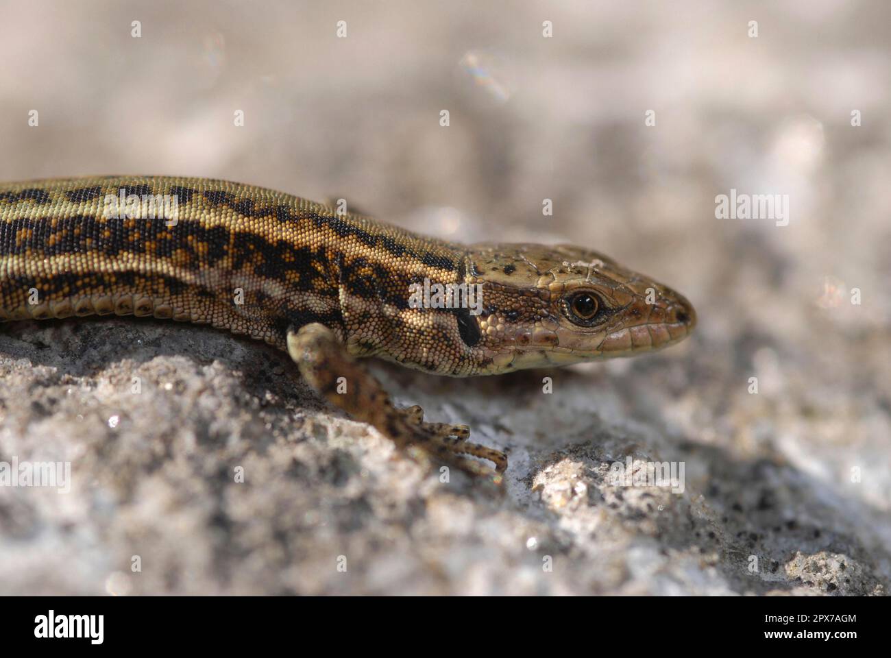 Iberian wall lizard Stock Photo - Alamy