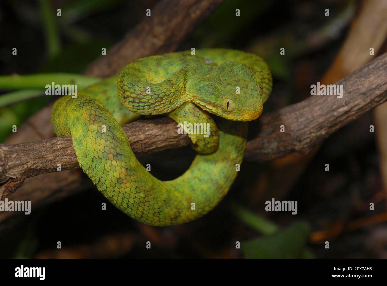 Stock photo of Green bush viper {Atheris chlorechis} captive, occurs  western Africa. Available for sale on