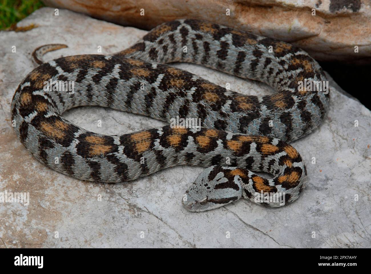 Wagner's mountain viper Stock Photo