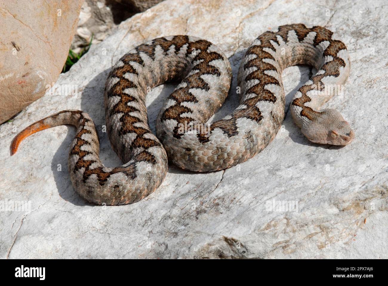 European horned viper Stock Photo - Alamy