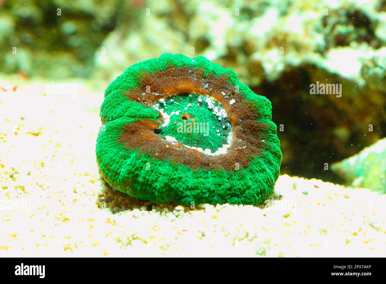 Stony coral (Scolymia australis) Stock Photo