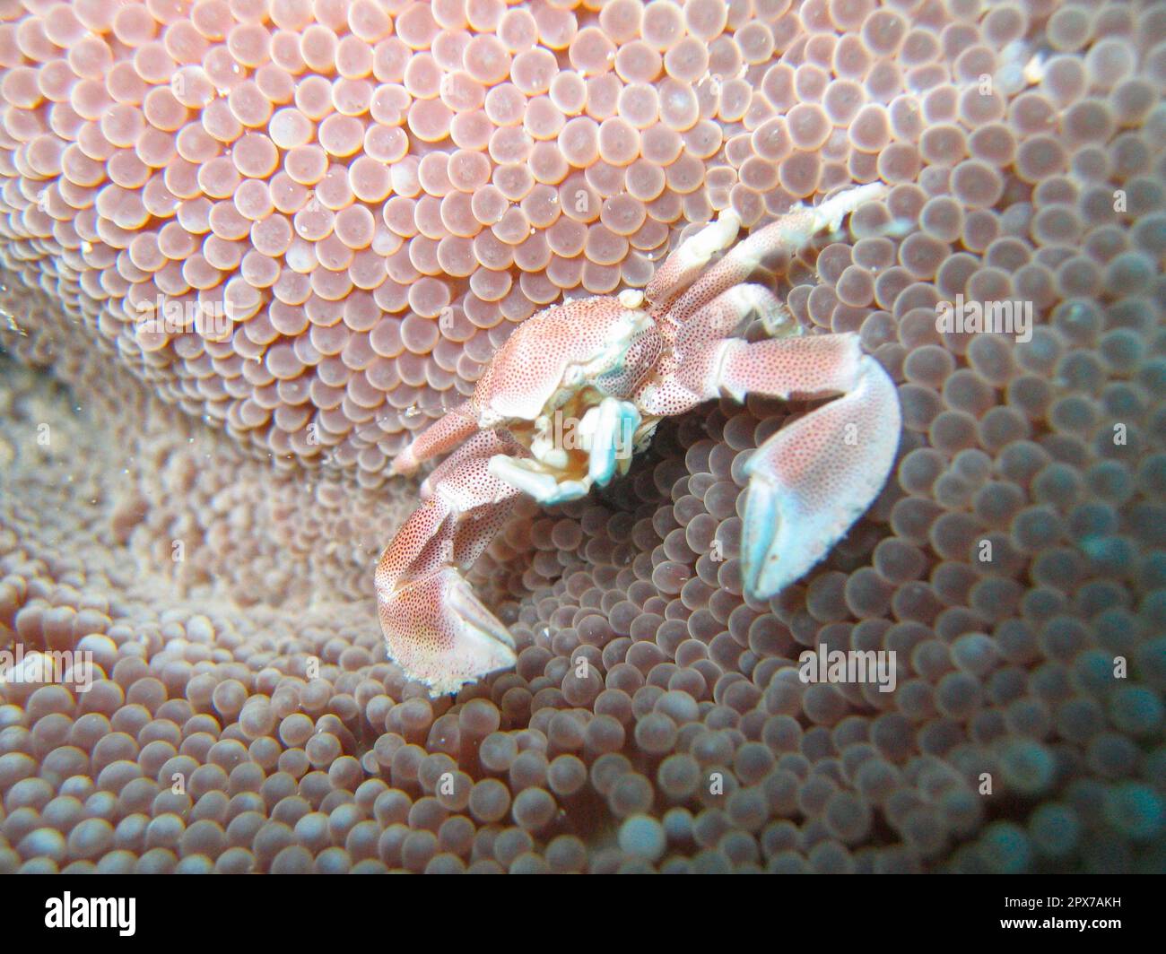 Porcelain crab on club anemone Stock Photo