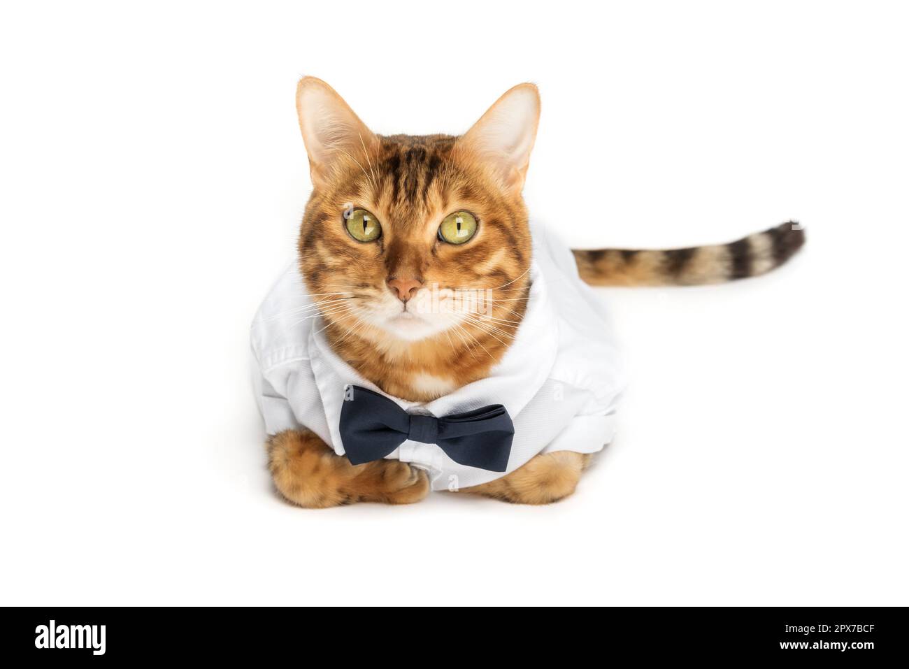 The cat in a shirt and a bow tie on a white background is isolated