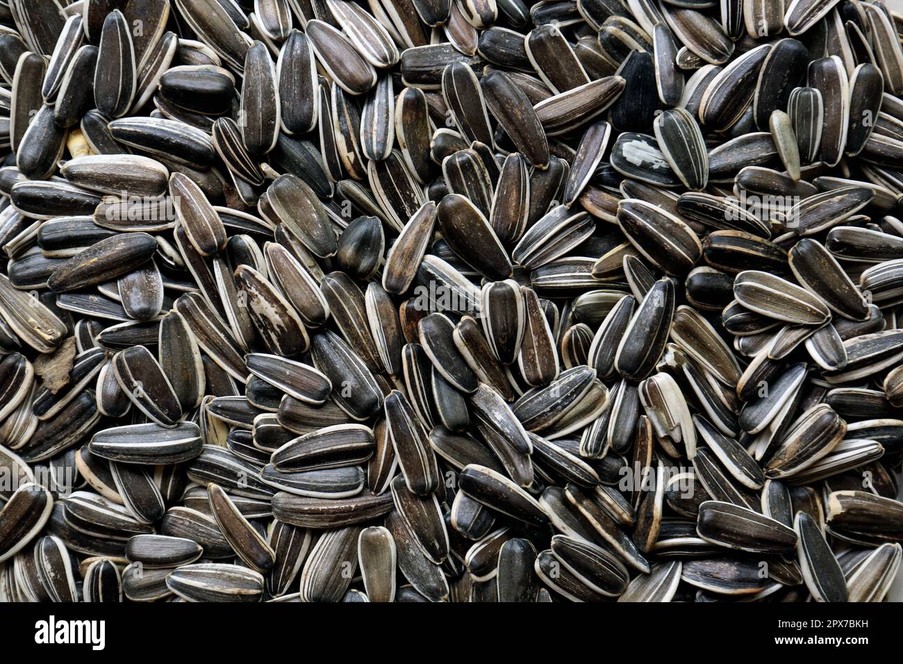 Pile of sunflower seeds as background, closeup Stock Photo - Alamy
