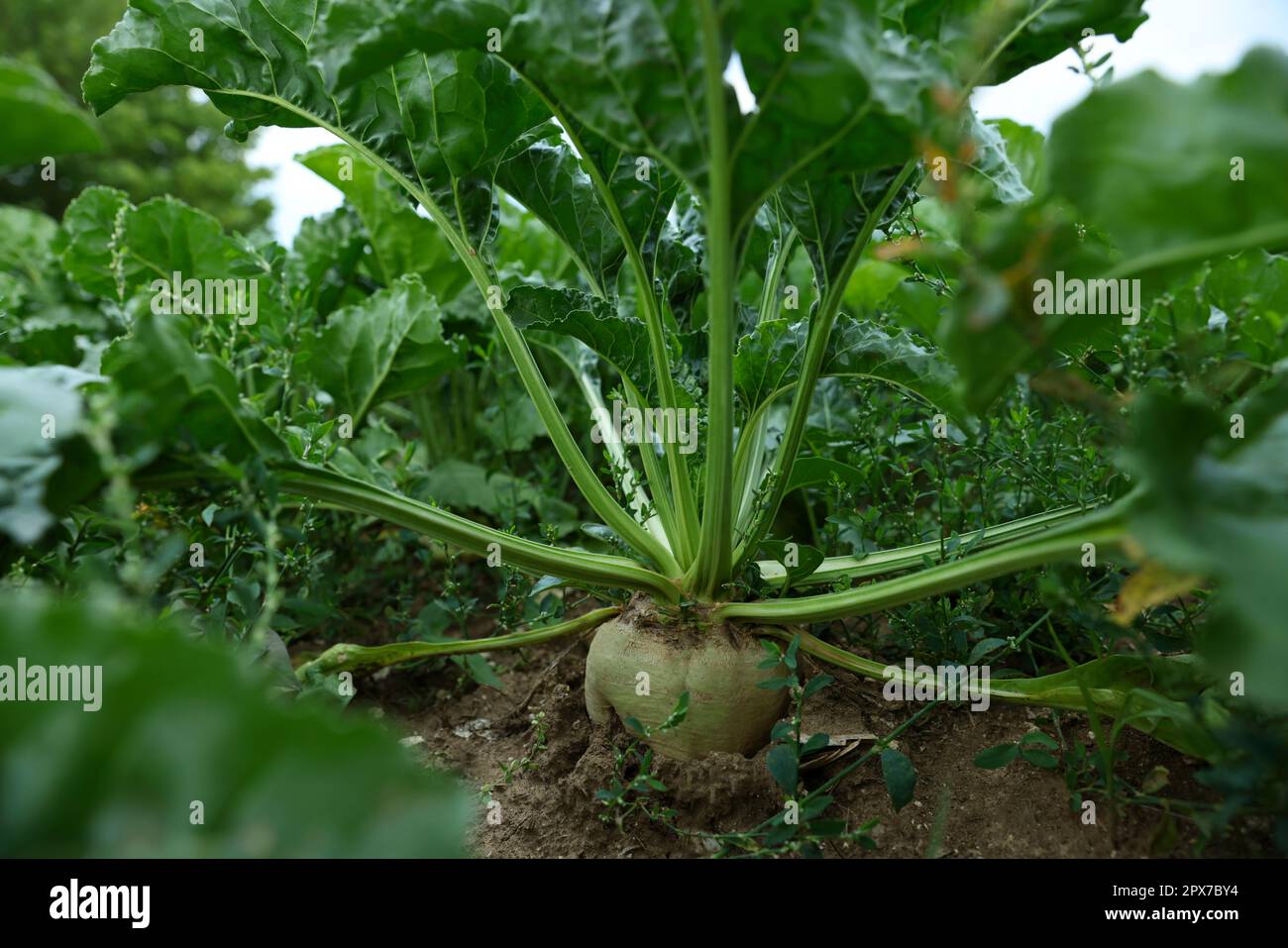 Beautiful beet plants with green leaves growing in field Stock Photo