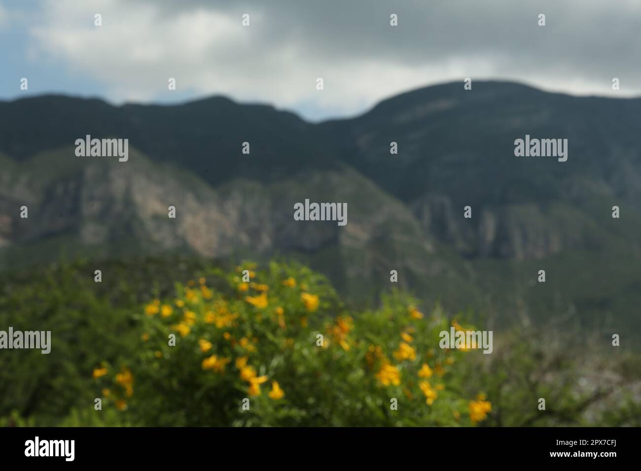 Beautiful mountains flowers hi-res stock photography and images - Alamy