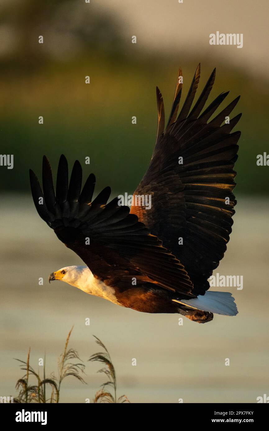 African fish eagle flying low over water Stock Photo - Alamy