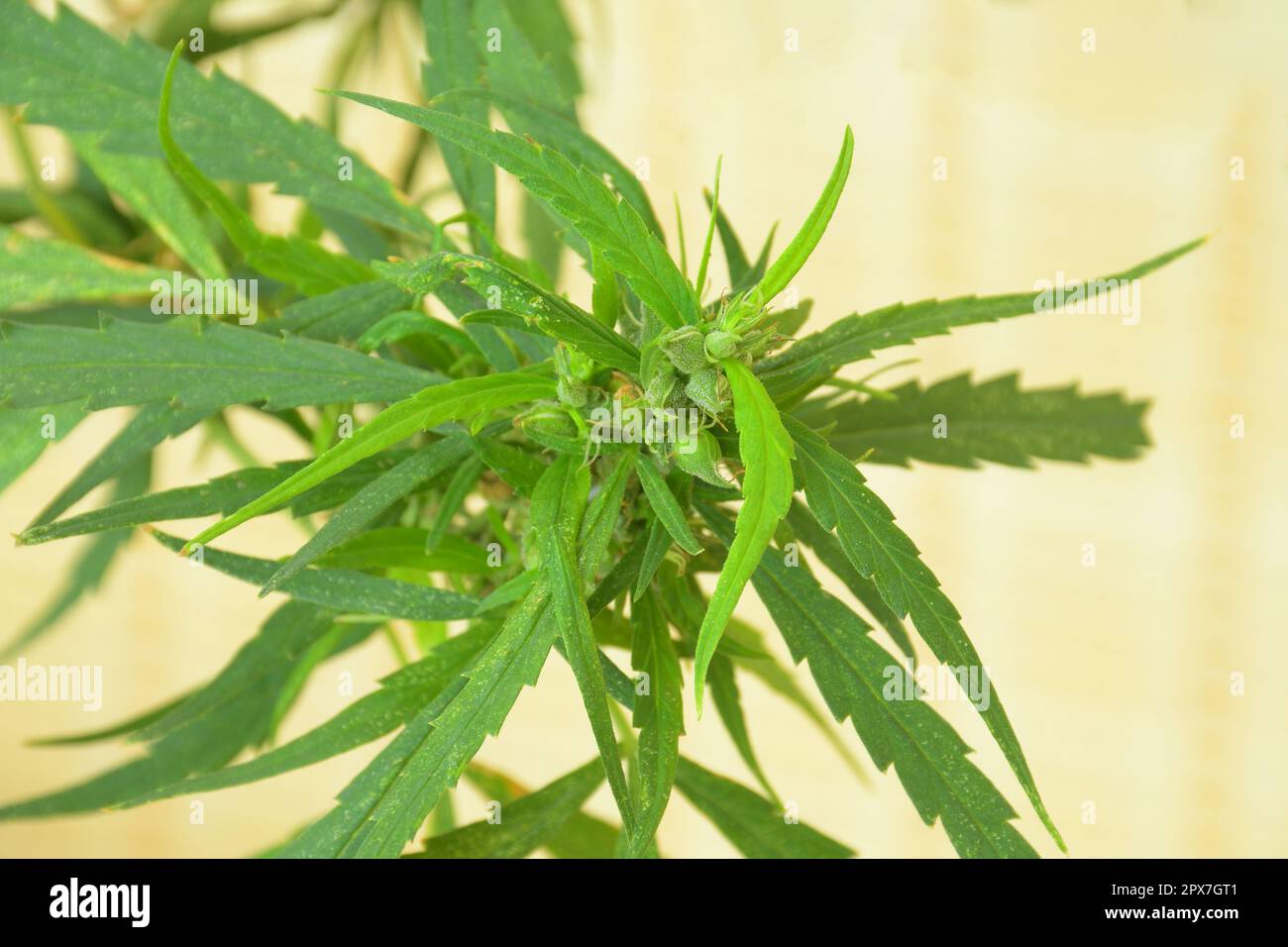 Marijuana, or Cannabis narcotic medicinal herbs. In Thailand, people