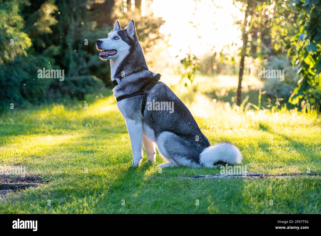 A dog breed Husky sitting on the grass and looks far away Stock Photo ...