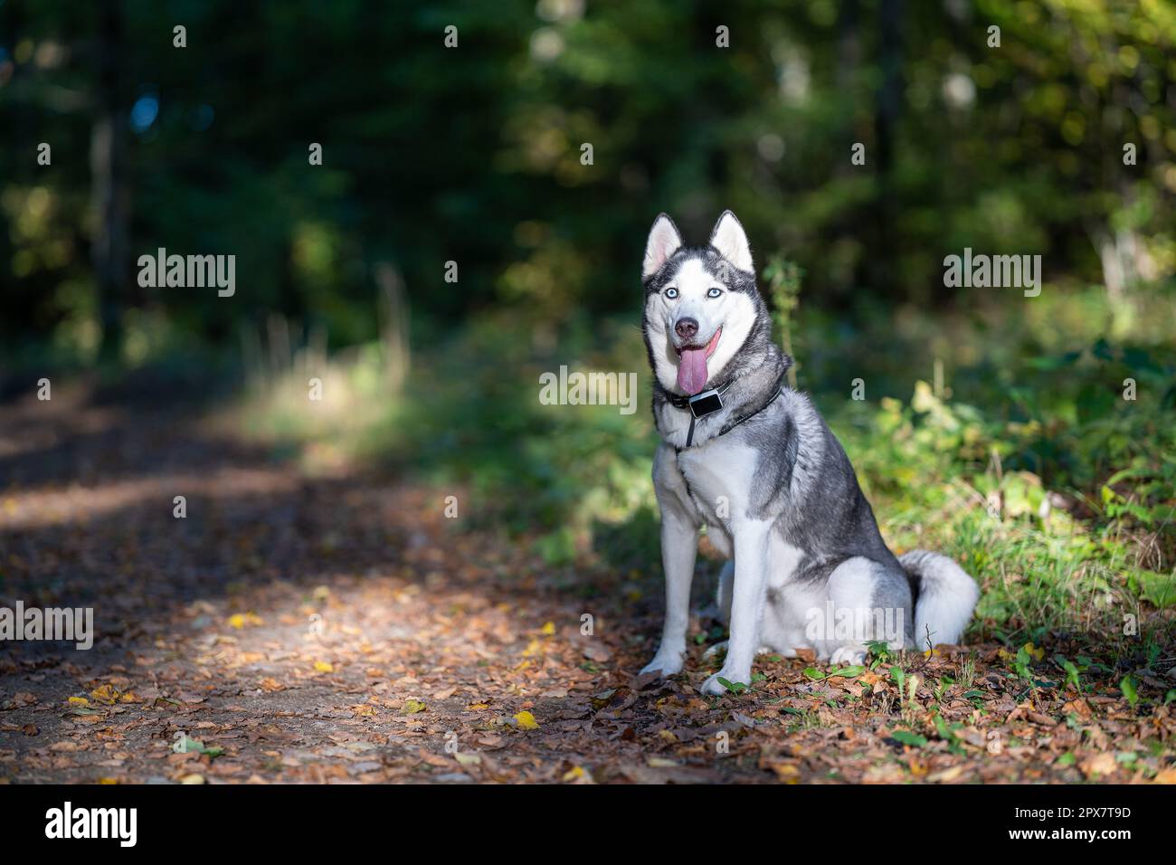 Husky dog on the ground hi-res stock photography and images - Alamy