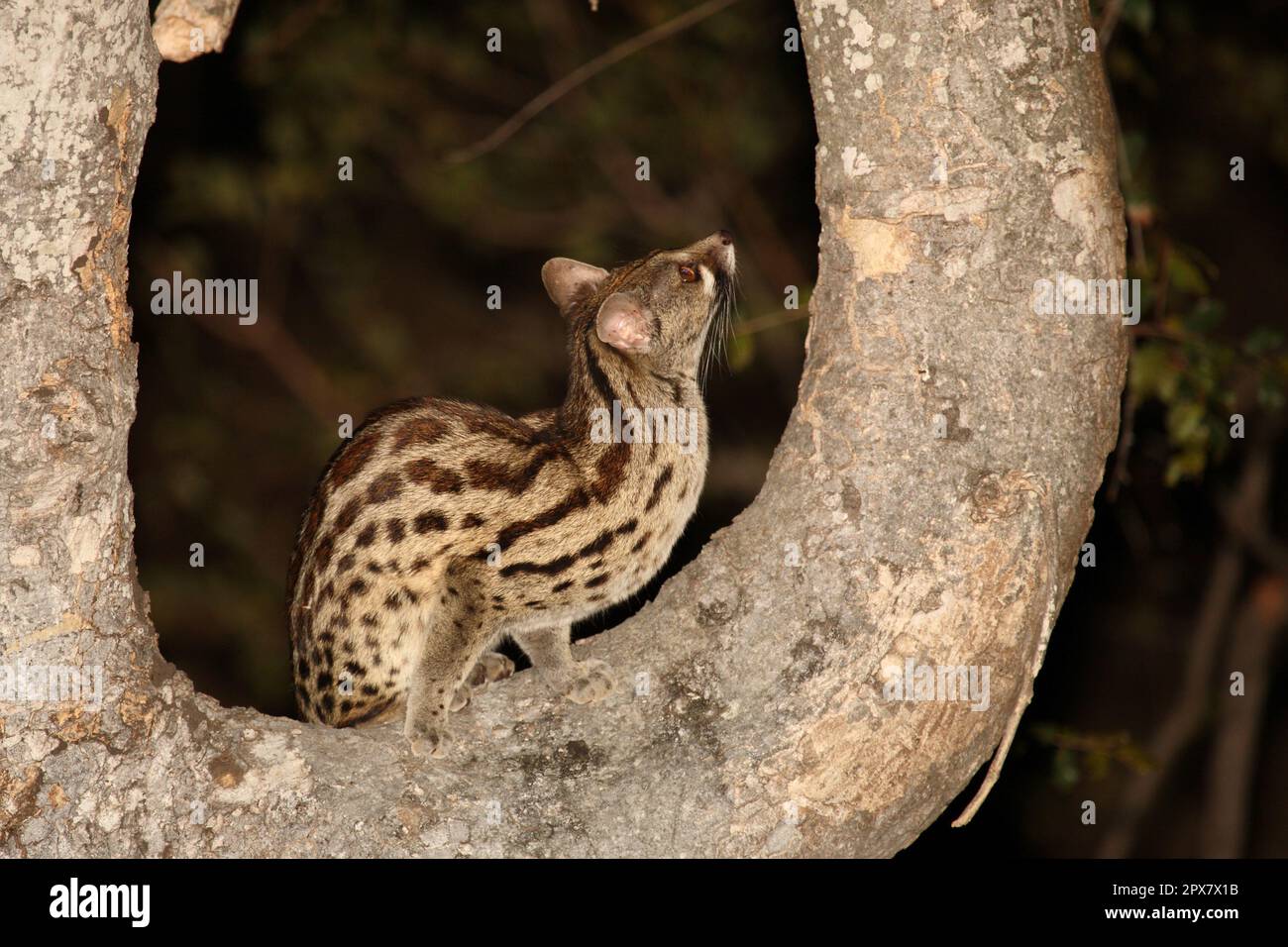 Südliche GroßfleckGinsterkatze / South African largespotted