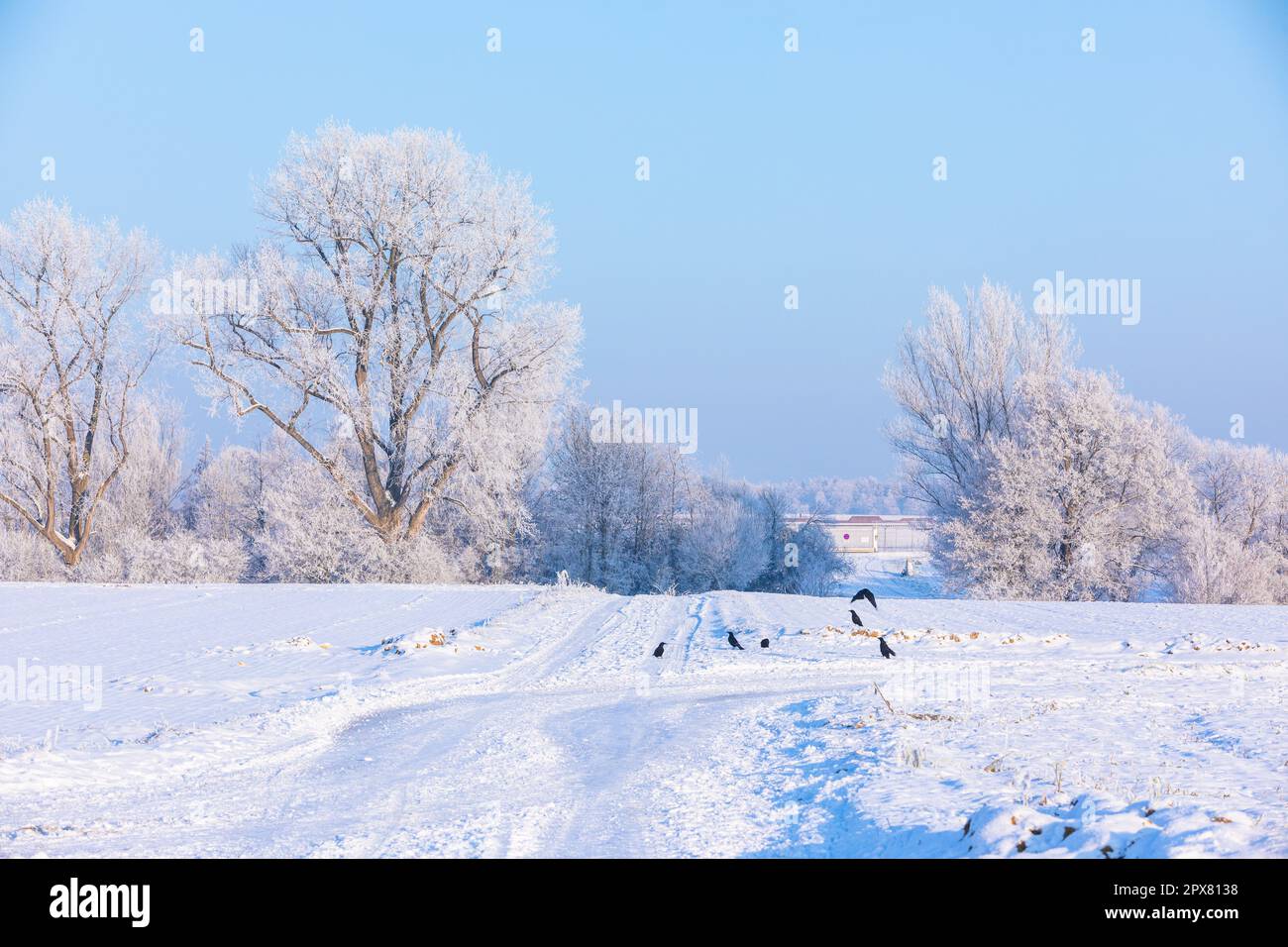 winter landscape with crows sitting on snow covered fields Stock Photo ...