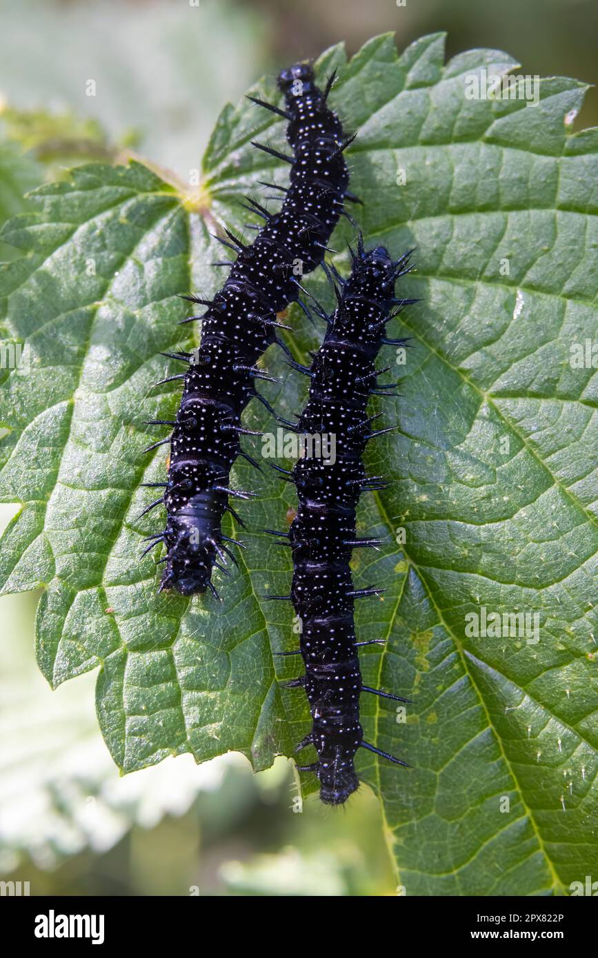 black caterpillars on a green leaf Stock Photo - Alamy