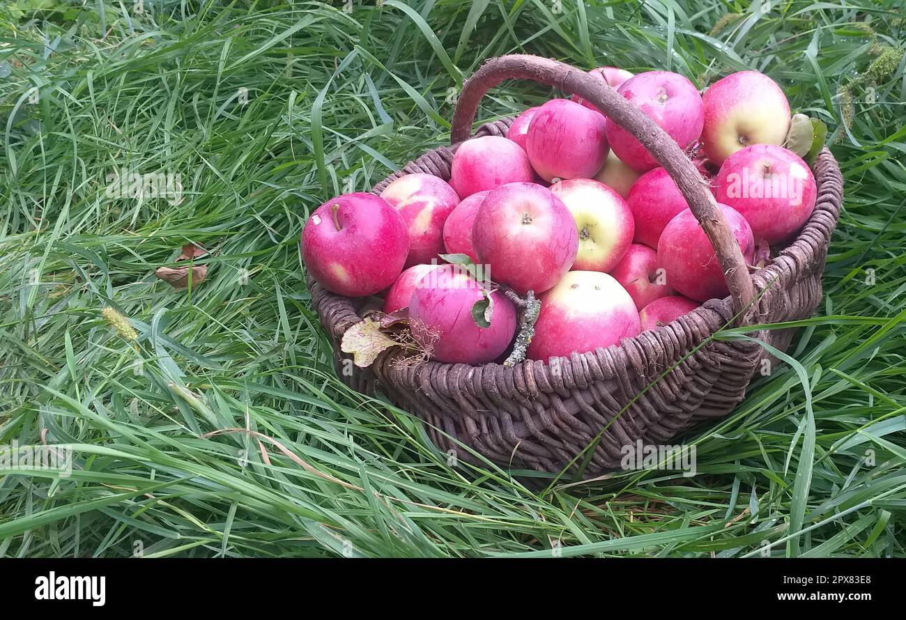 Red apples in a wicker basket among the green grass Stock Photo - Alamy