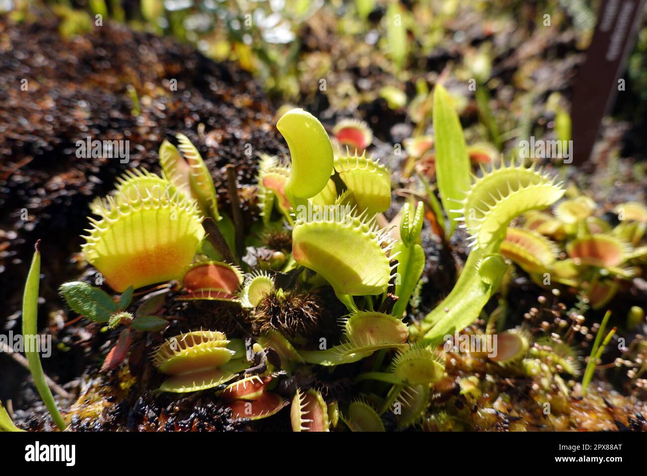 Venusfliegenfalle (Dionaea muscipula) im Botanischen Garten, Nordrhein