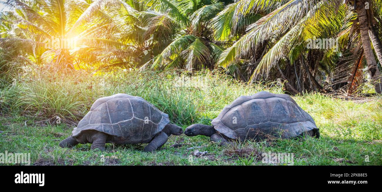 Romantic moment with two giant tortoises that want to kiss in nature. Wild animals in love. Stock Photo
