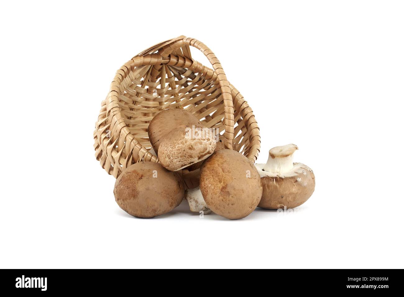 Fresh Baby Bella or Cremini whole mushrooms in front of wicker basket