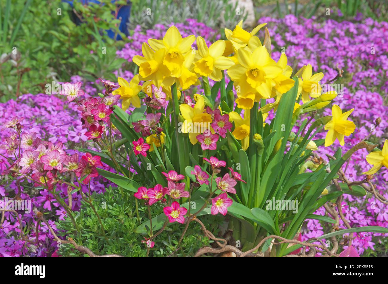 Garden border and spring plants: Saxifraga arendsii, red cap, daffodil hybrids, cushion phlox. Stock Photo