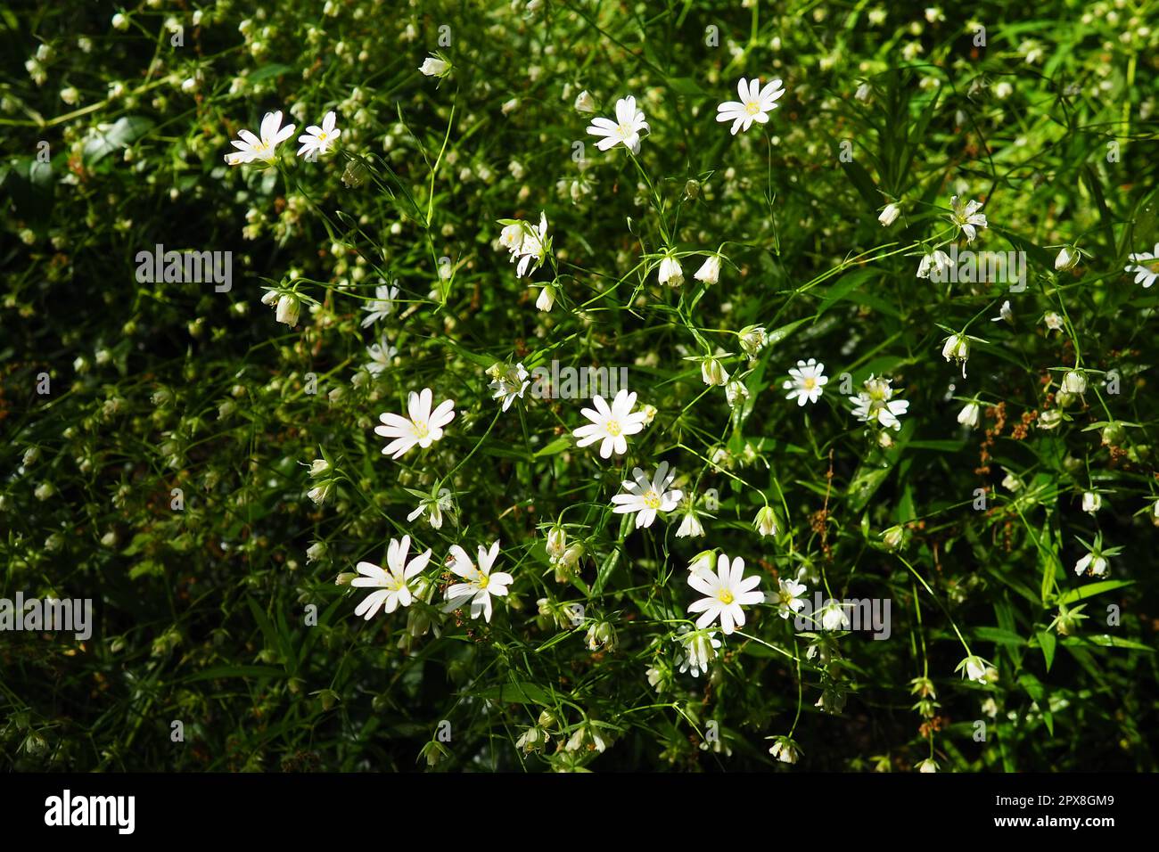Starflower Stellaria is a genus of flowering plants in the Carnation family. Wood louse plant. White flowers in the forest. Fruska Gora, Serbia. beaut Stock Photo